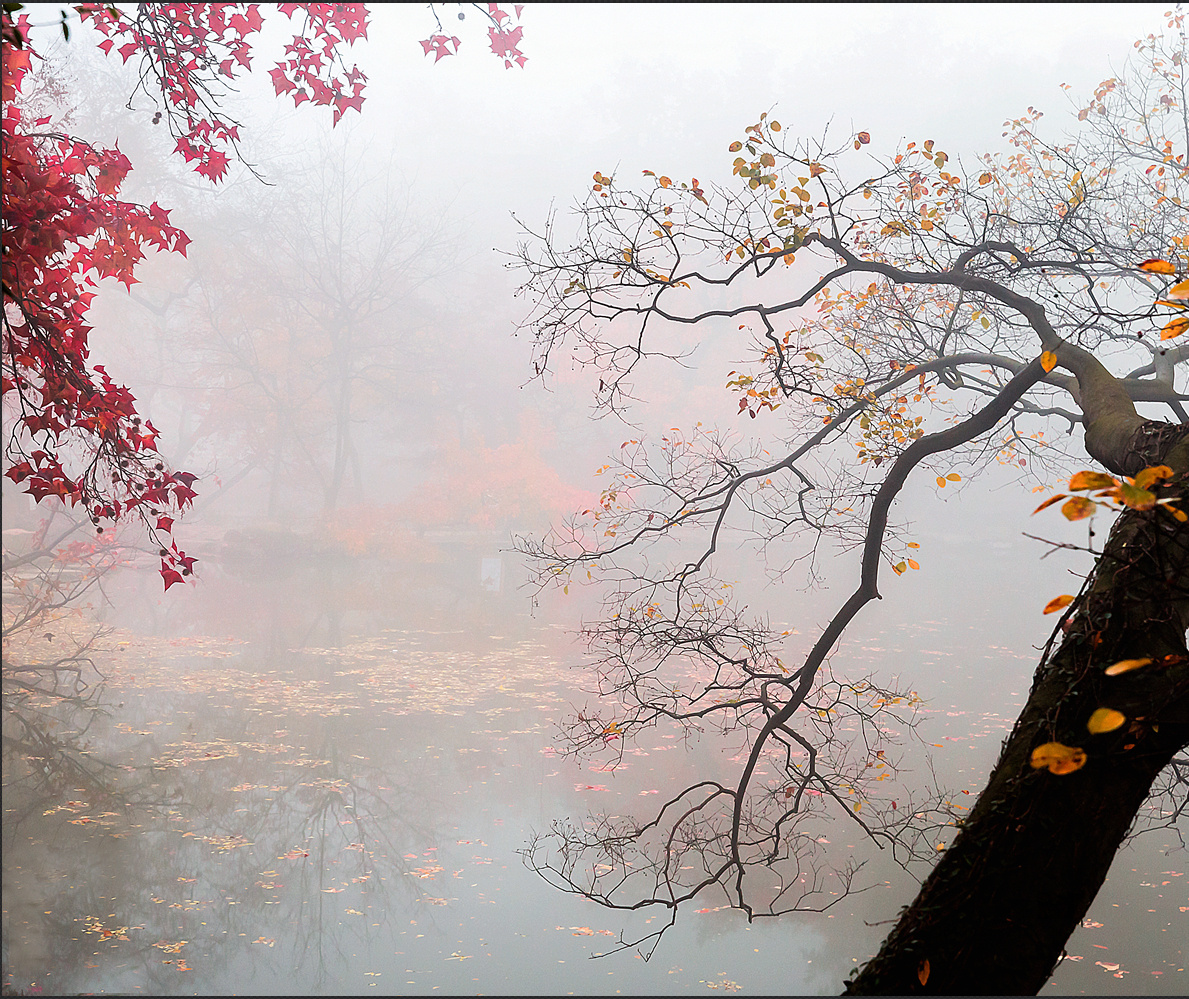 秋雾红枫
