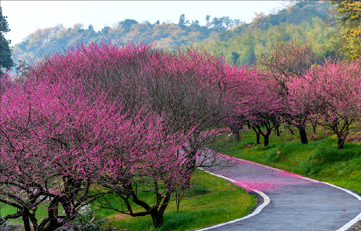 长兴梅园摄于浙江省湖州市长兴县