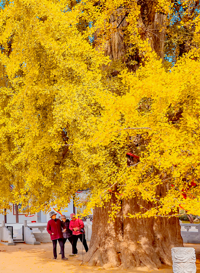 老神树摄于山东省郯城广福寺亦云官竹寺观竹寺老神树树高419米树围82