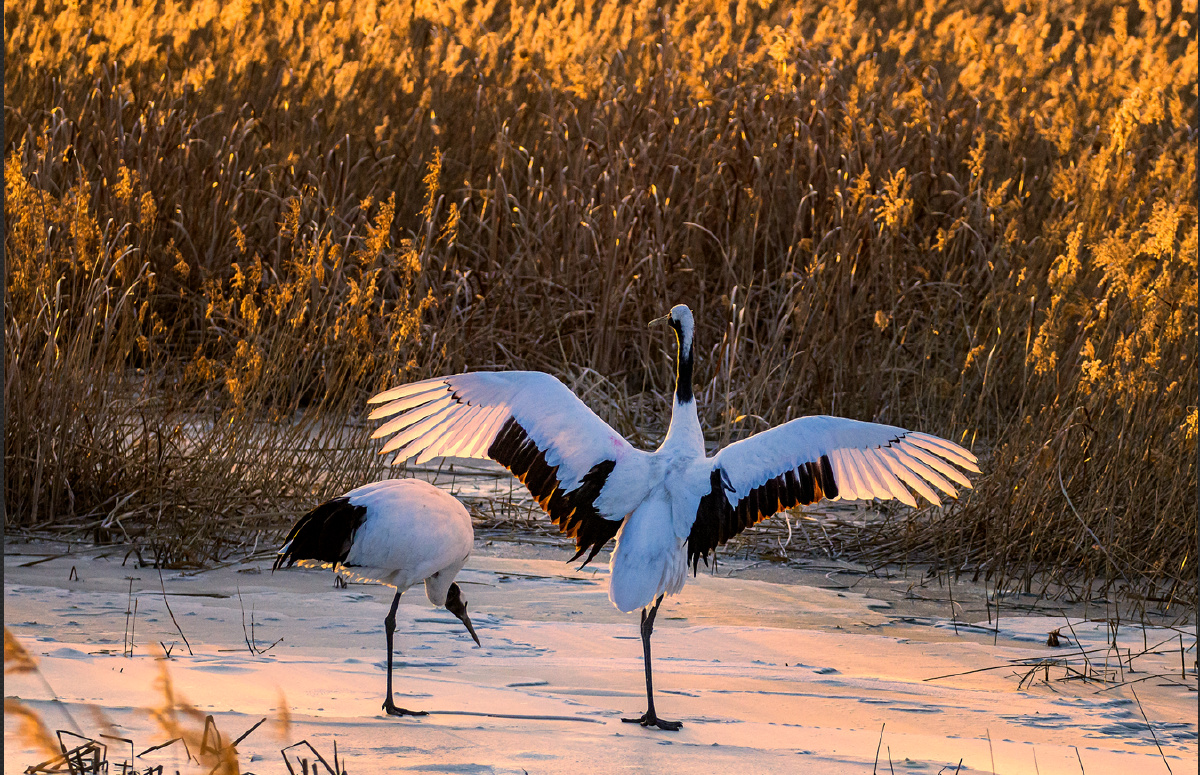 向海丹顶鹤摄于吉林向海自然资源保护区