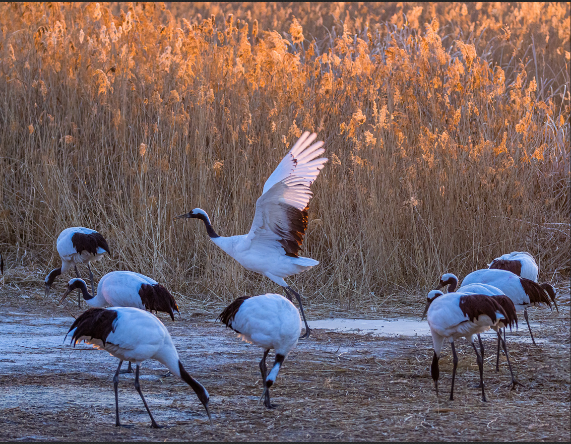 向海丹顶鹤摄于吉林向海自然资源保护区