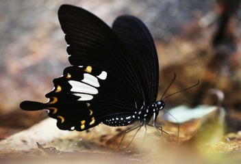 544261