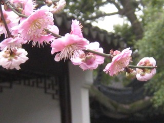 古猗园2012.03.22 038.jpg