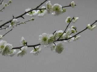 古猗园2012.03.22 042.jpg