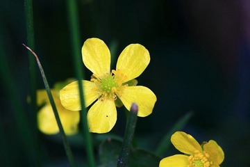 IMG_6227.JPG