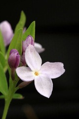 IMG_6236.JPG