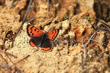 IMG_6265.JPG