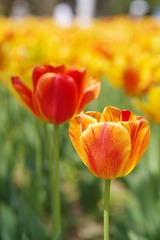 13816672-A95C-4075-B977-FBBE74925AC1/L0/001