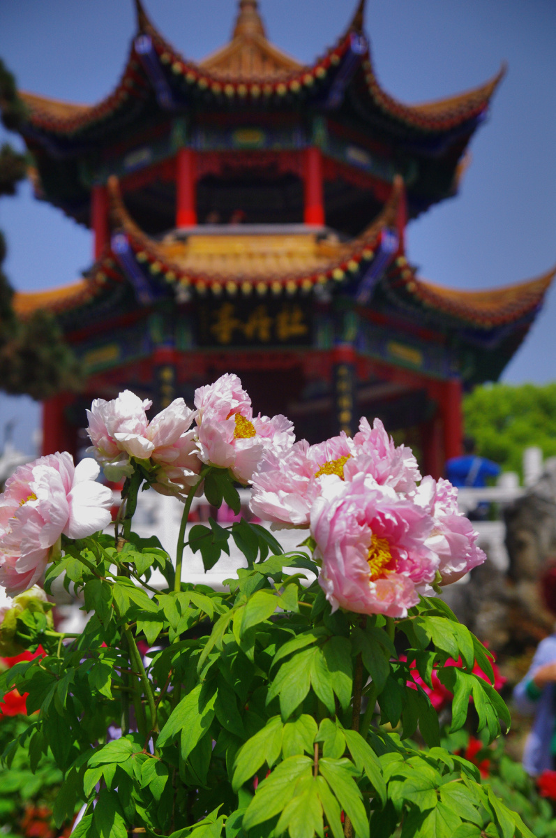 摄于武汉东湖牡丹园.