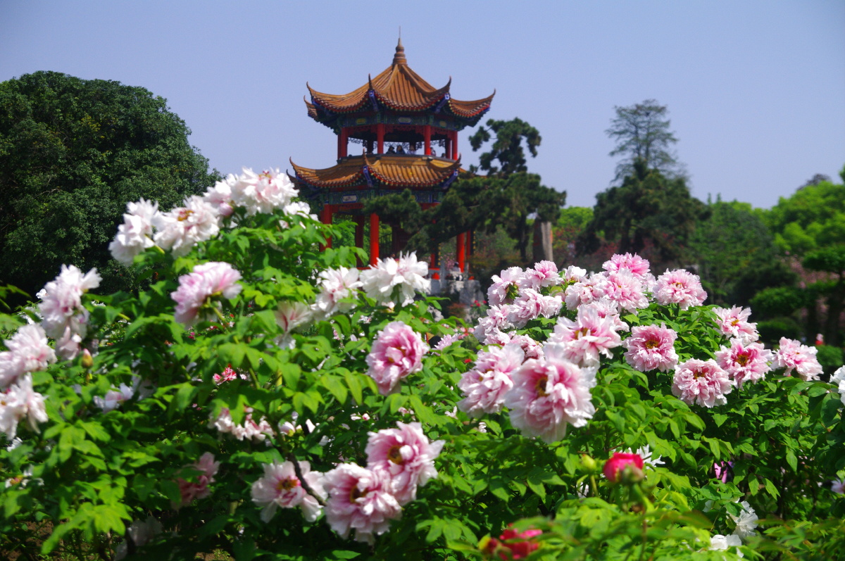 东湖牡丹园牡丹亭下看牡丹