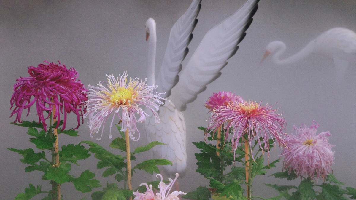 圈#鹤#仙鹤#菊#秋菊菊花#国画画图图像#古风摄影爱好者还没有人打赏