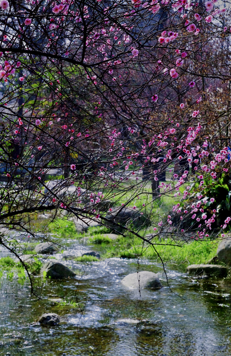 梅开花溪