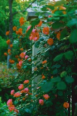 3A7B4BD5-58C9-46A6-A4E3-7D92731648B3/L0/001