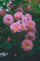 FD010A3F-8C07-40ED-AE19-366F00135C79/L0/001