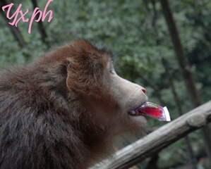 IMG_2890p.jpg