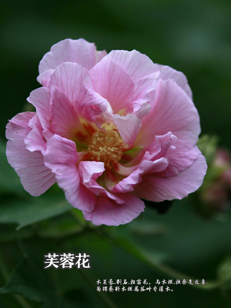 木芙蓉成都市花怒放在深秋时节每个角落都能一睹芳容