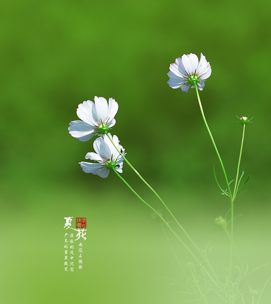 送你一朵小白花