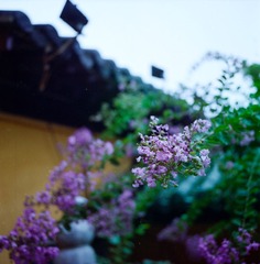 DPP_7