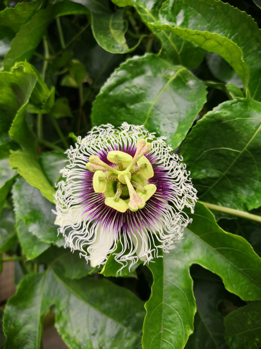 黄金百香果的花