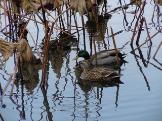 DSCN1132.JPG