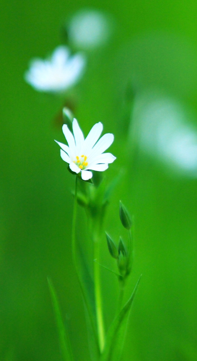 绿色护眼环保壁纸