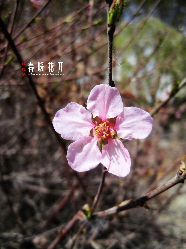 春暖花开<br />
