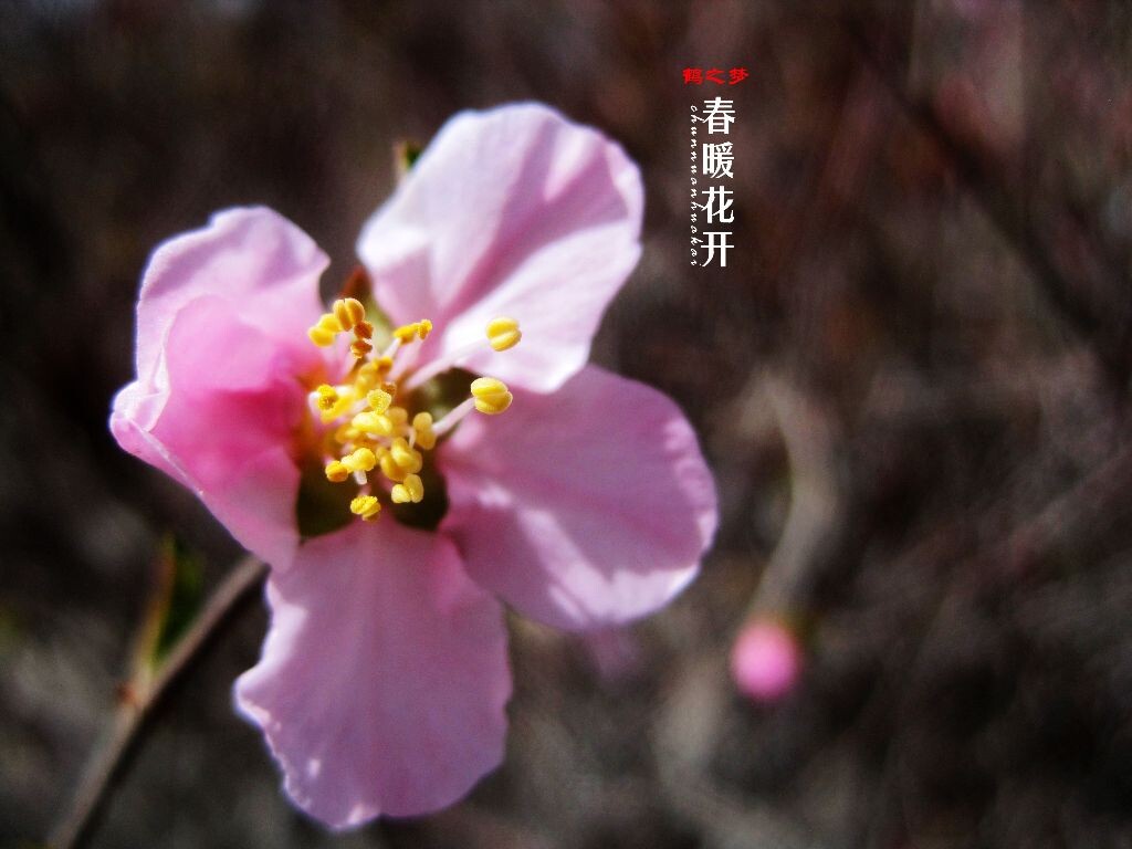 春暖花开<br />
