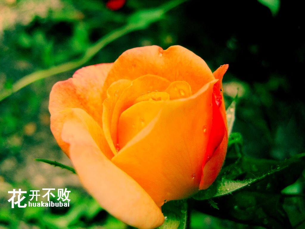 花开不败<br />
