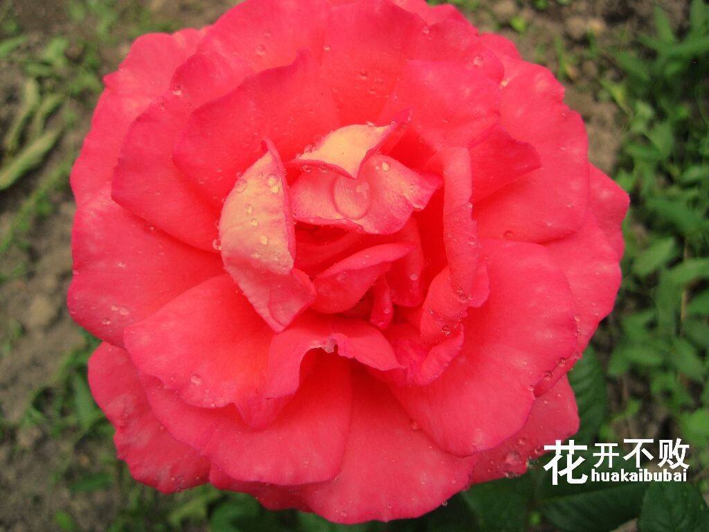 花开不败<br />
