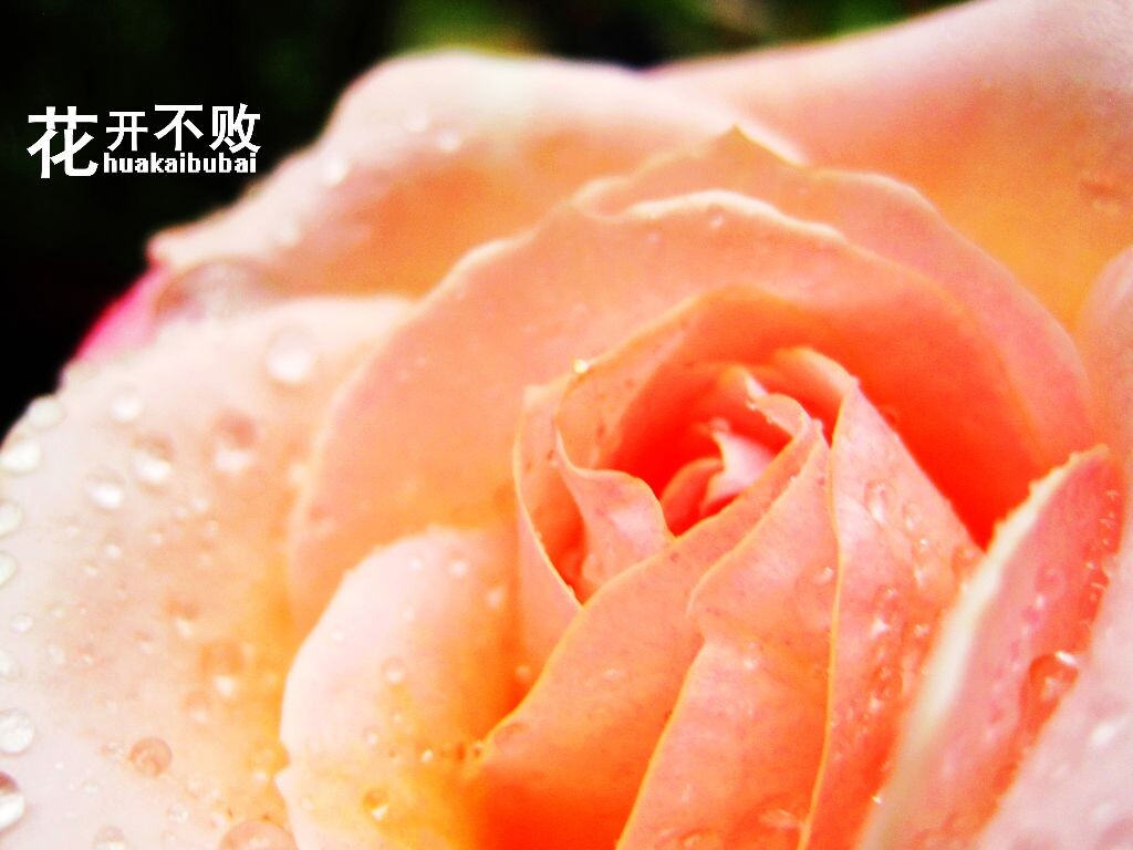 花开不败<br />
