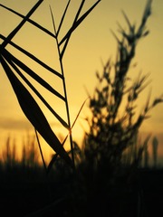 IMG_8572.jpg