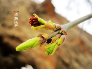 IMG_9295副本.jpg