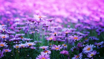 990AFA53-1CAD-4A84-8B7C-2EB60829F80A/L0/001