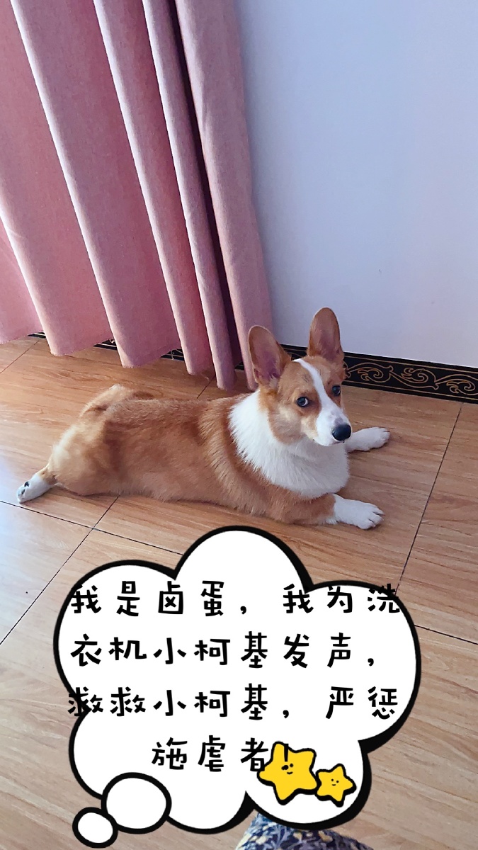 我们是柯基我们为洗衣机柯基发生严惩施虐者