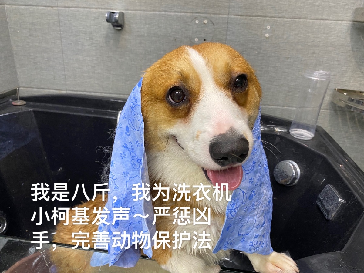 我们是柯基我们为洗衣机柯基发生严惩施虐者