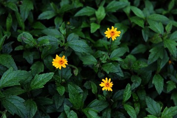 三朵小黄花