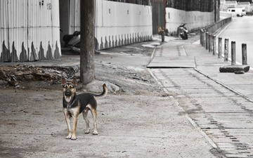 工地流浪犬