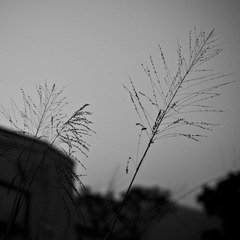 草影