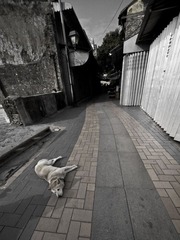 拦路狗
