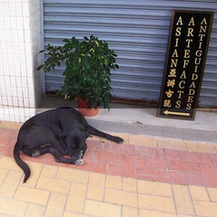 古玩童鞋在睡觉