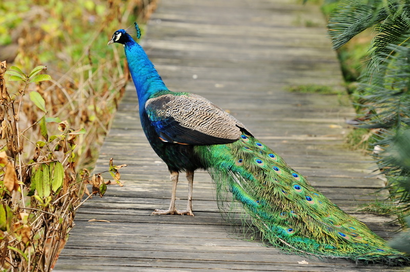 这孔雀开屏了是不是更美