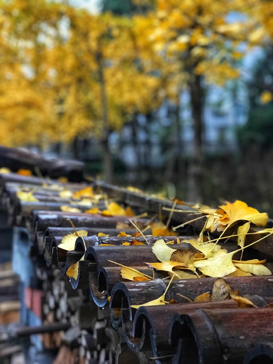 杨家村雨中赏银杏