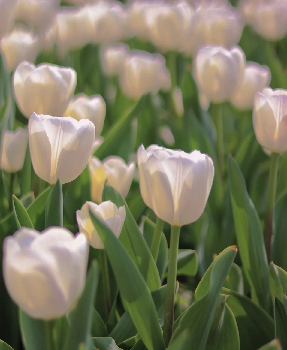 带有滤镜的花朵