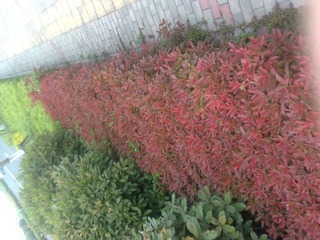 照片2611.jpg