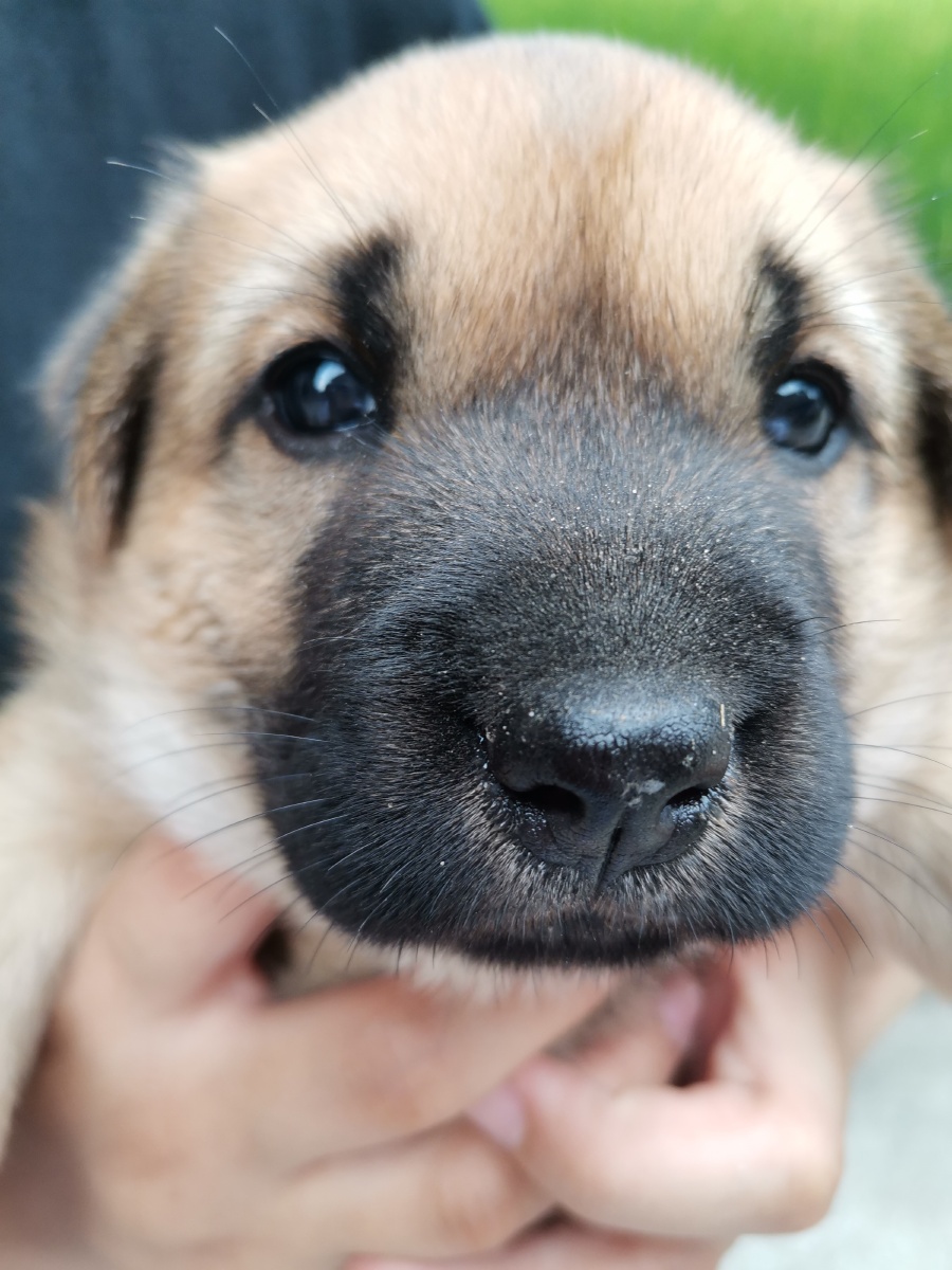 好可爱狗宝宝噢