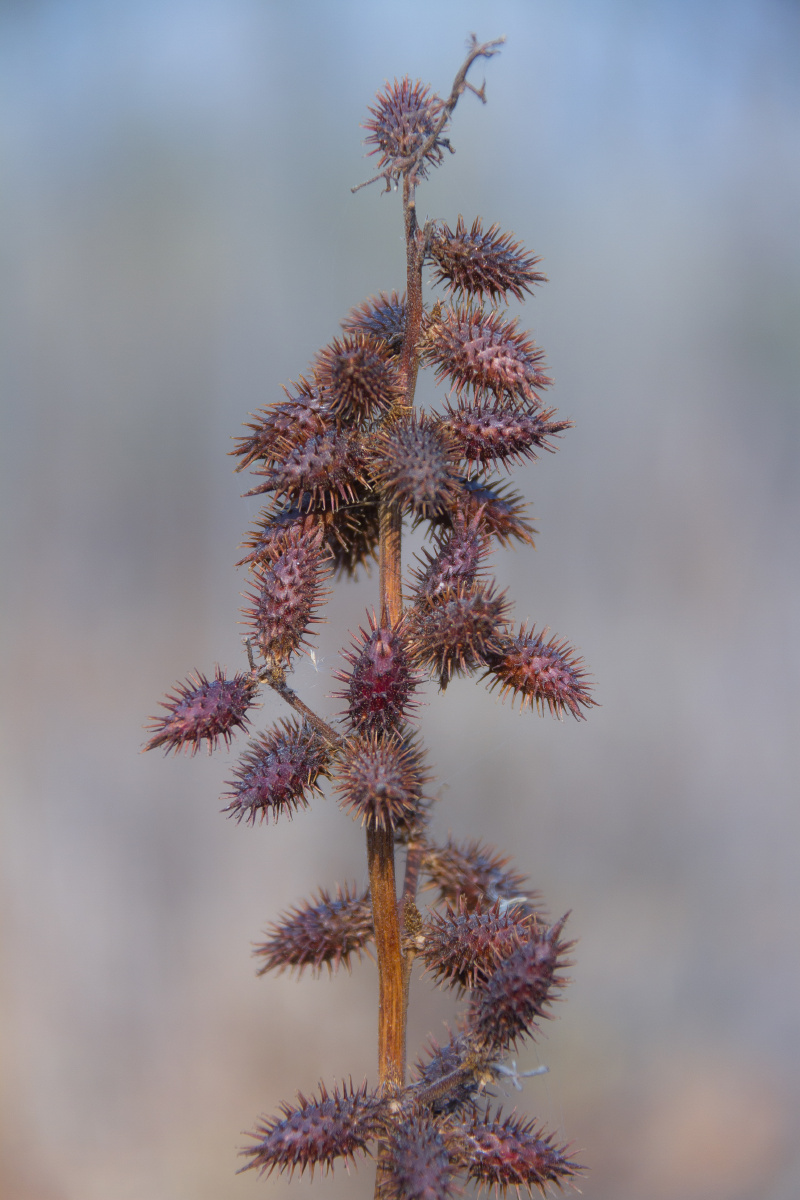 1/122风光奇妙的自然界苍耳植物摄影爱好者特写户外无人色彩还没有人