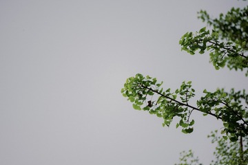 93D70E87-A713-4BD7-BF93-B9CC52784327/L0/001