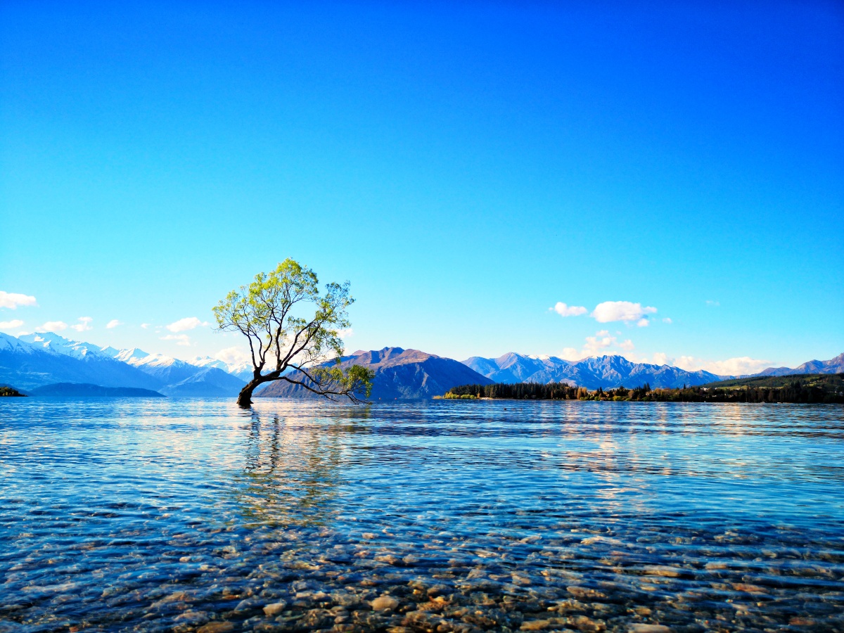 新西兰瓦纳卡湖wanakatree