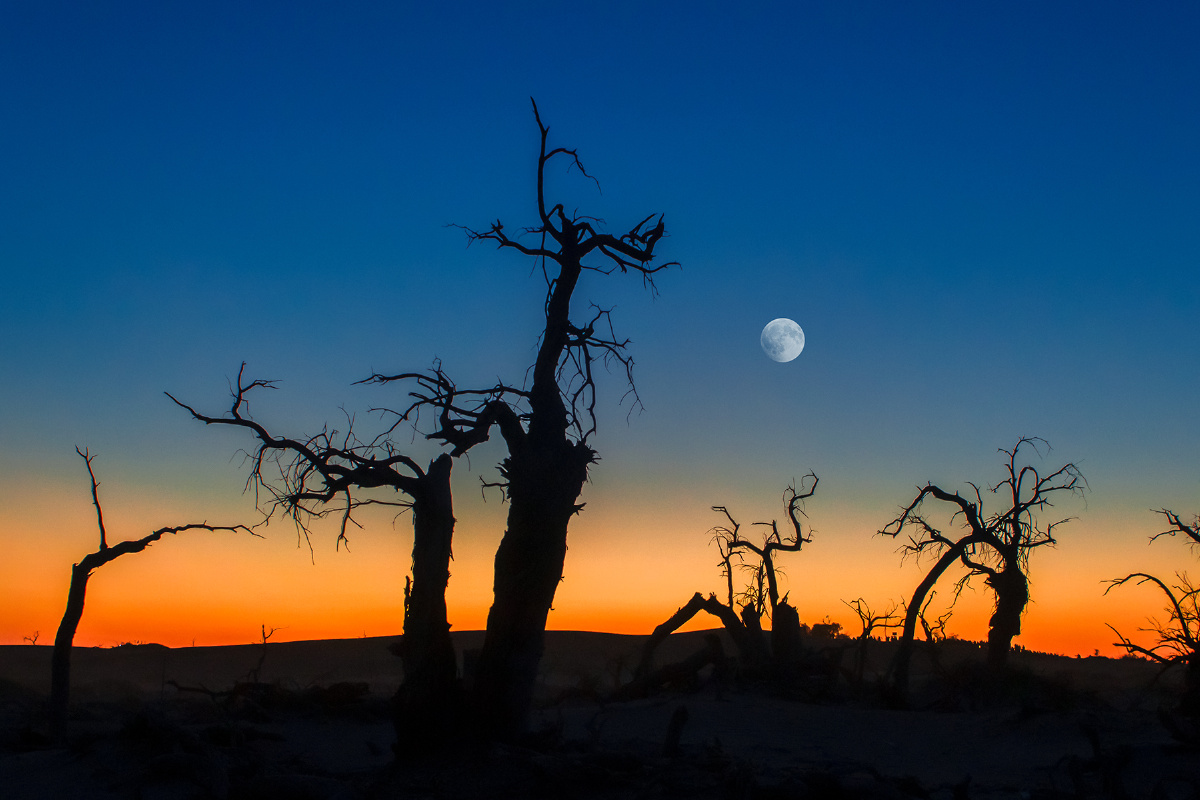 怪树林里的月光