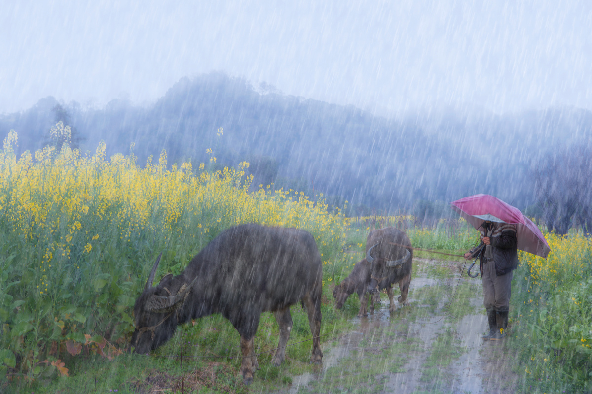 雨中放牛